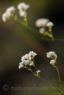 BB 15 0384 / Asperula tinctoria / Fargemyske